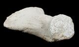 Mosasaur Paddle Bone - Cretaceous Apex Predator #3408-3